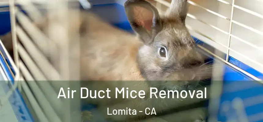  Air Duct Mice Removal Lomita - CA